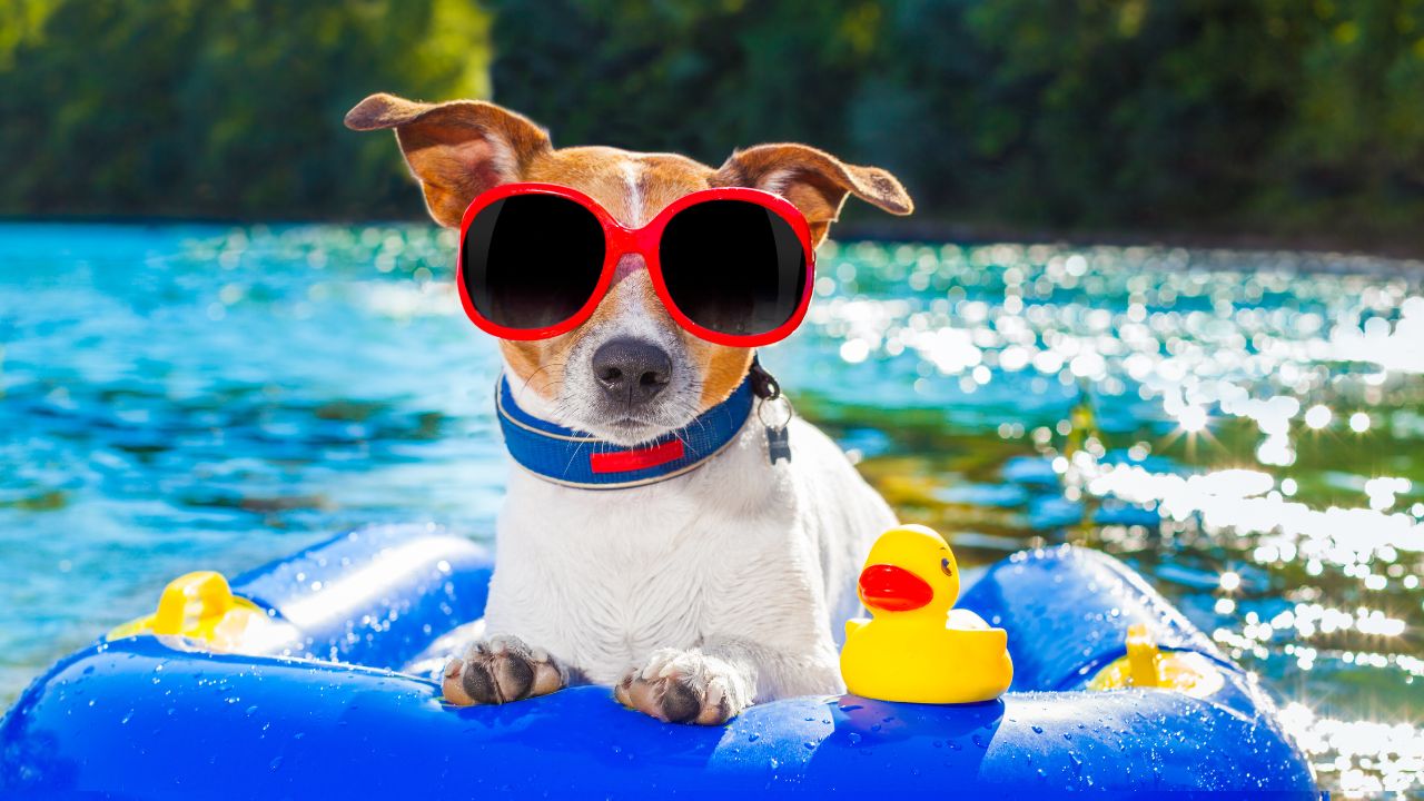 Unlock Summer with DFCUPerks